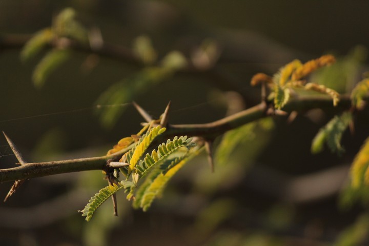 leaf