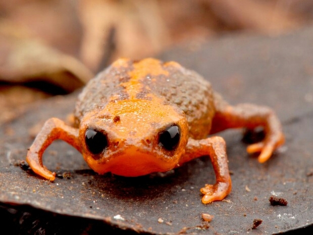 mini sapo