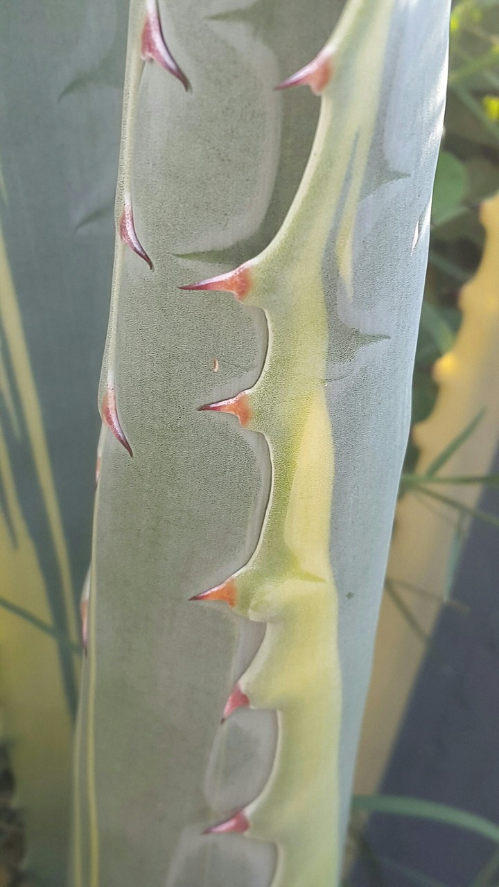 کاکتوس . باغچه حیاط
