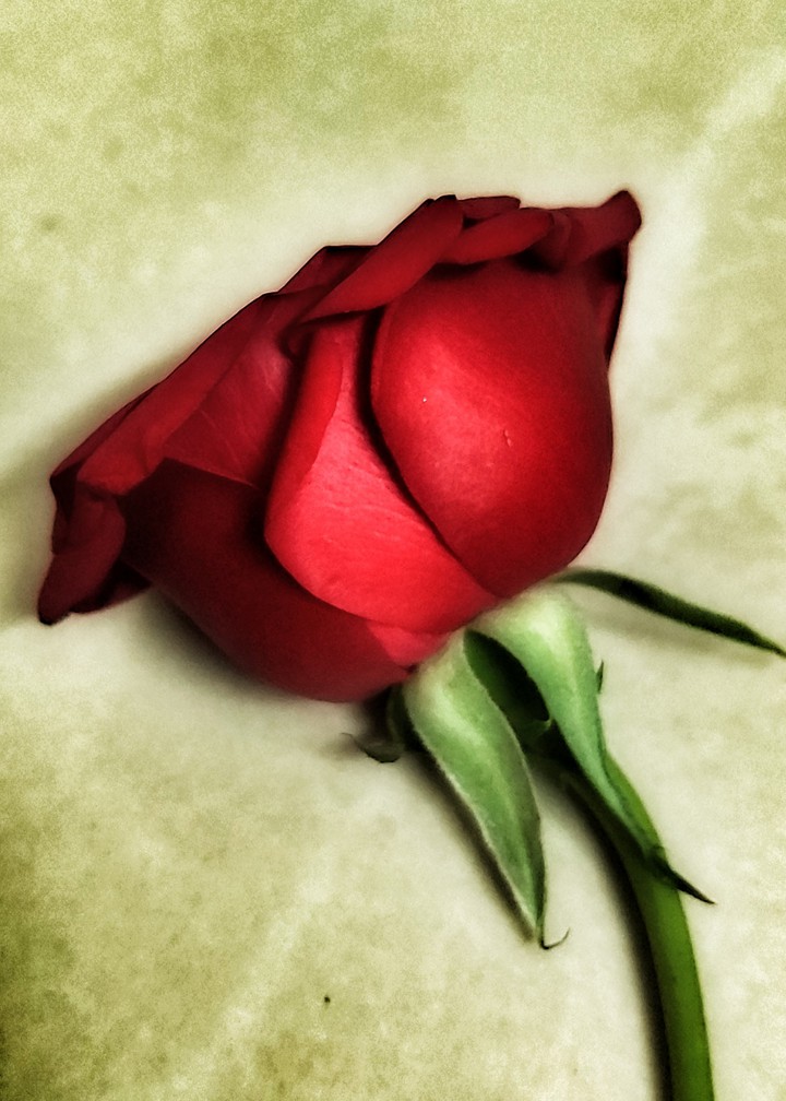 Red Rose