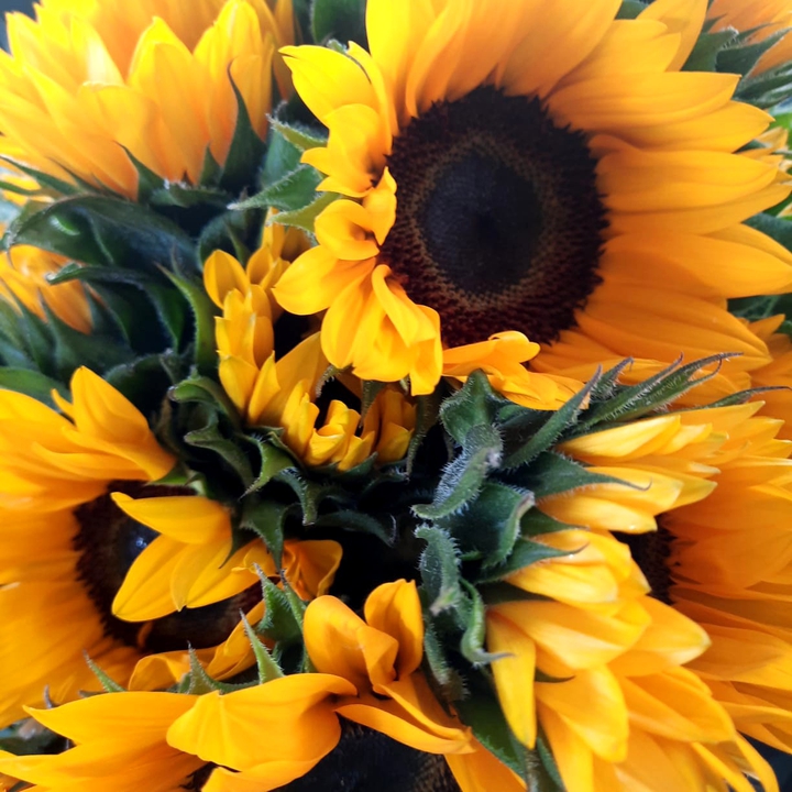 girasoles