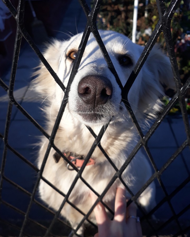 Bucka The Dog