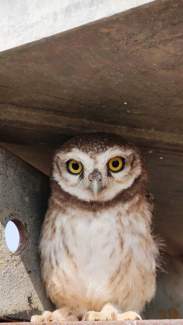 owl