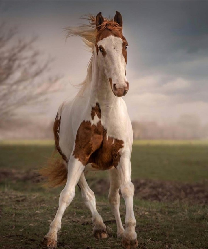 Hors