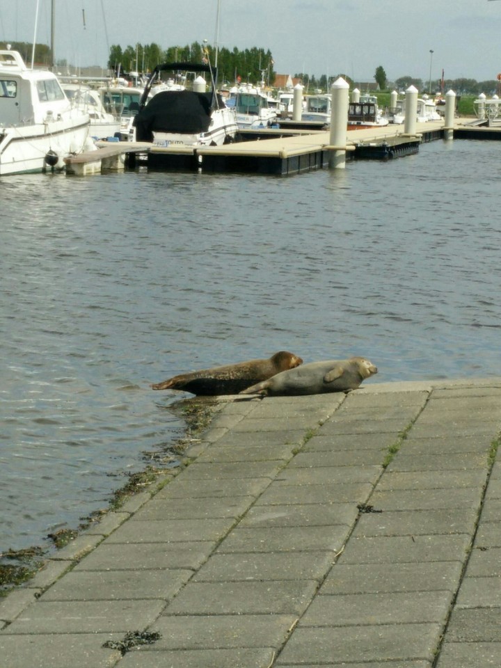 zeehonden