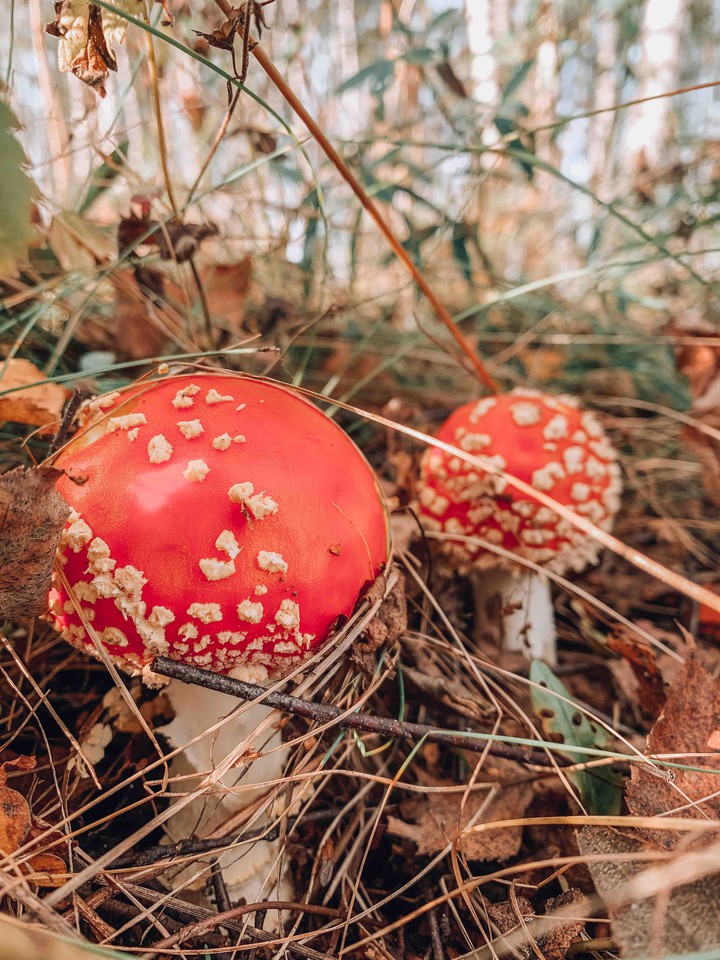 Грибы