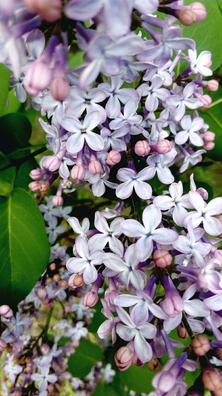 find a happy flower