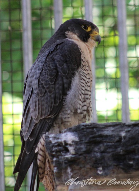 Peregrine falcon