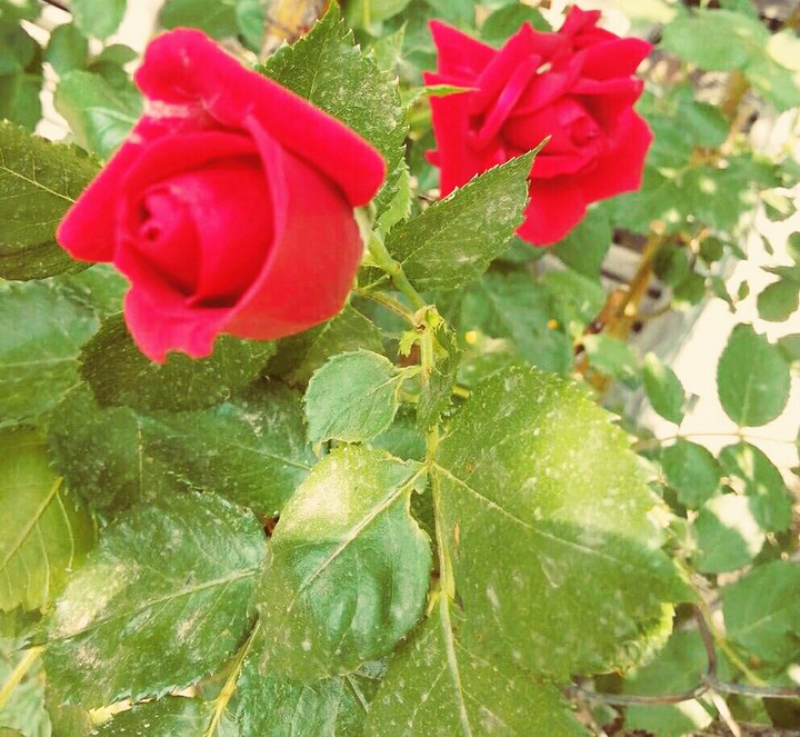 roses