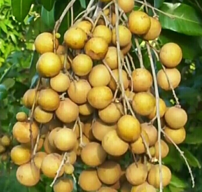 lychee fruits