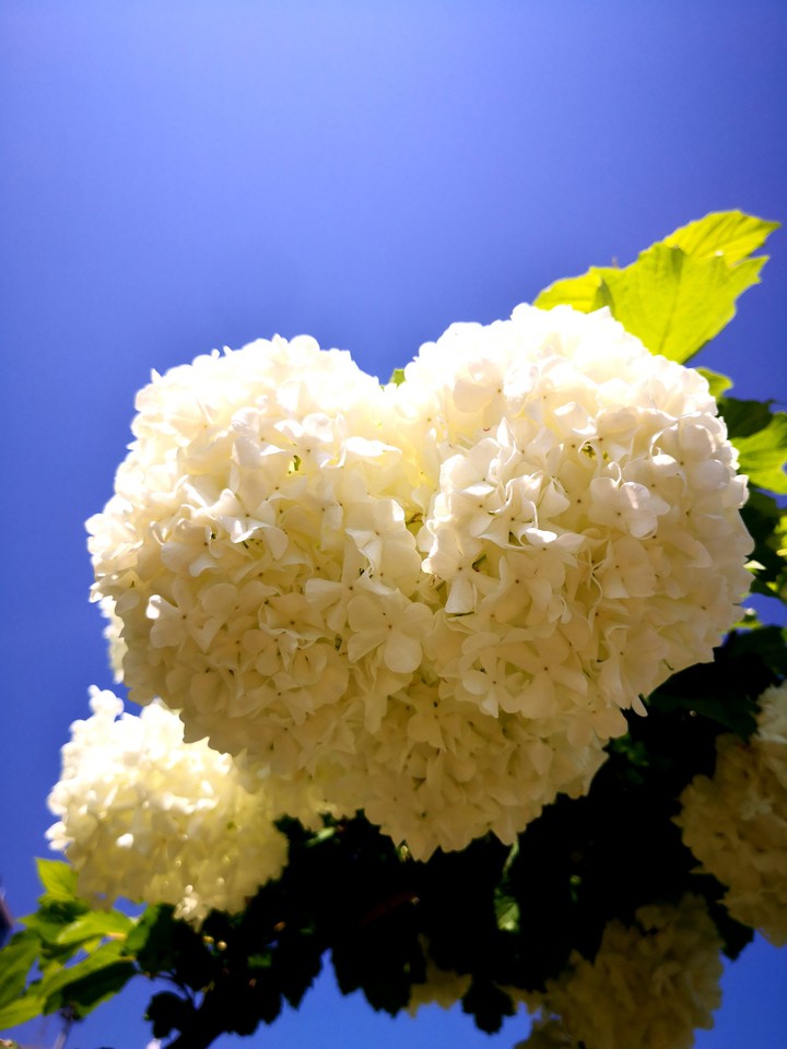 heart
