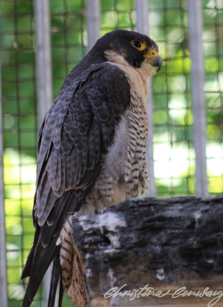 Peregrine falcon