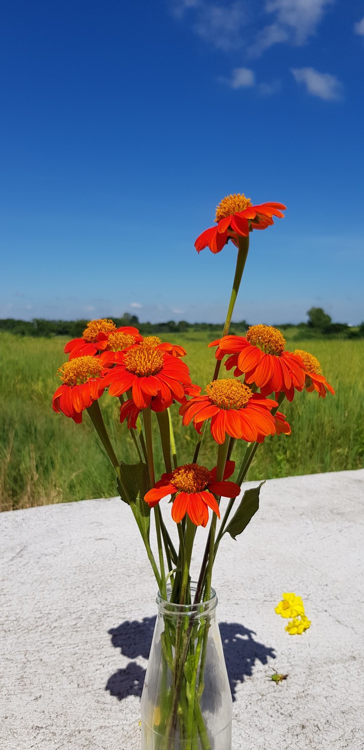 flower