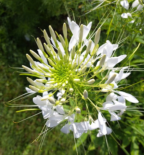 草本植物, petal壁纸