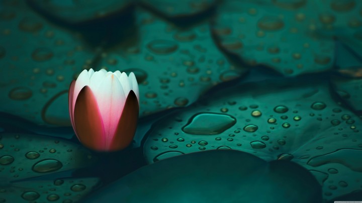 Beauty of Lotus