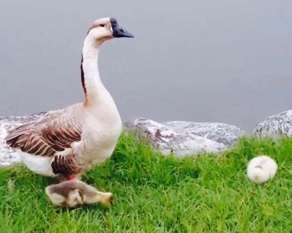 Duck Family Walk