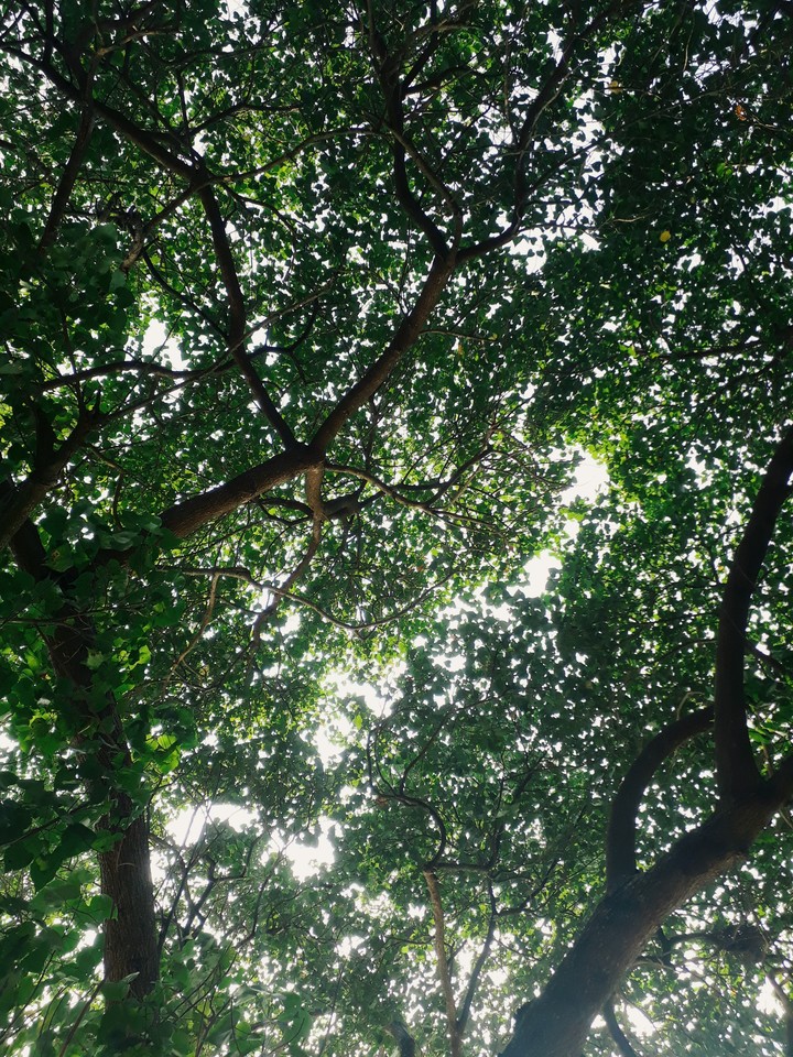 green cover