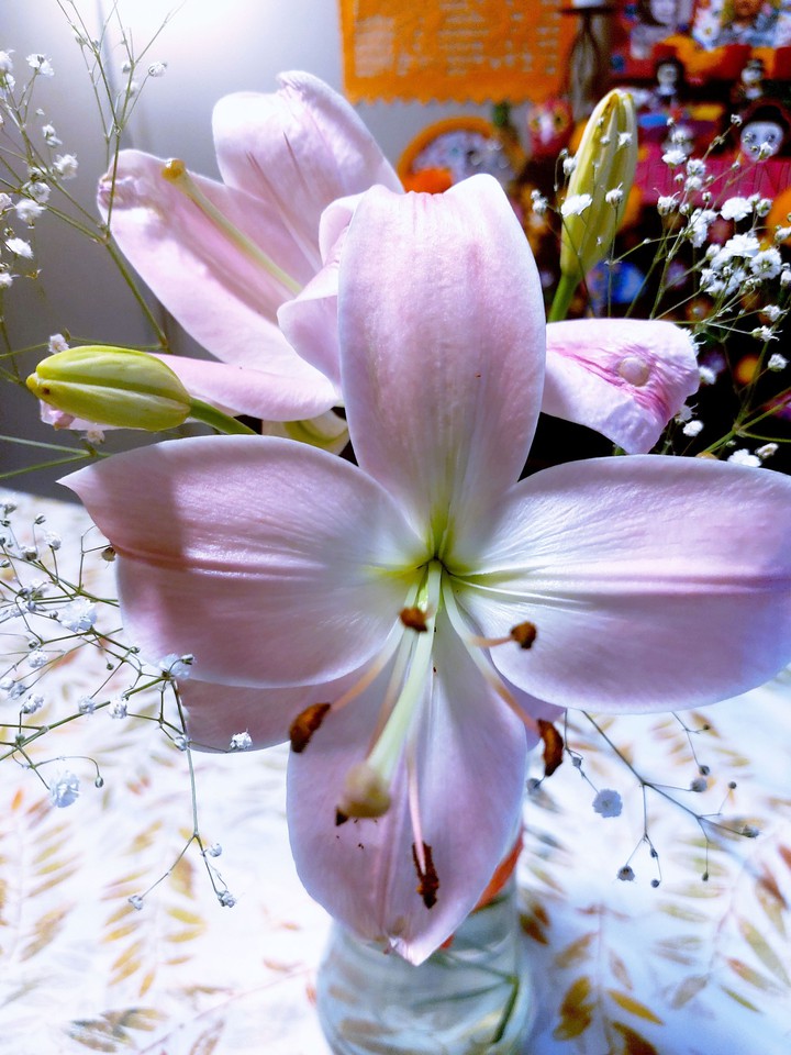 bellas Lilys! mis Lilys mi hogar!