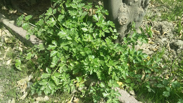 fresh parsley