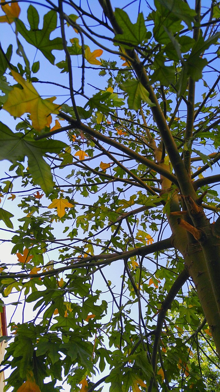 tree