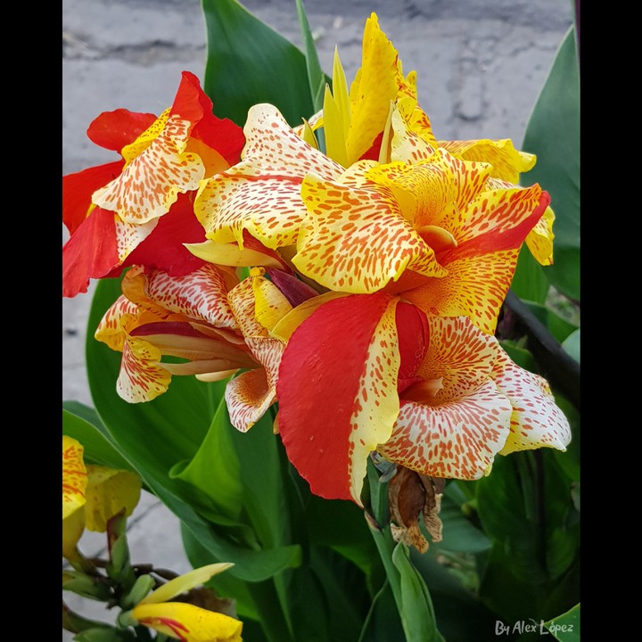 Flower