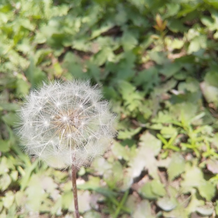 Dandelion