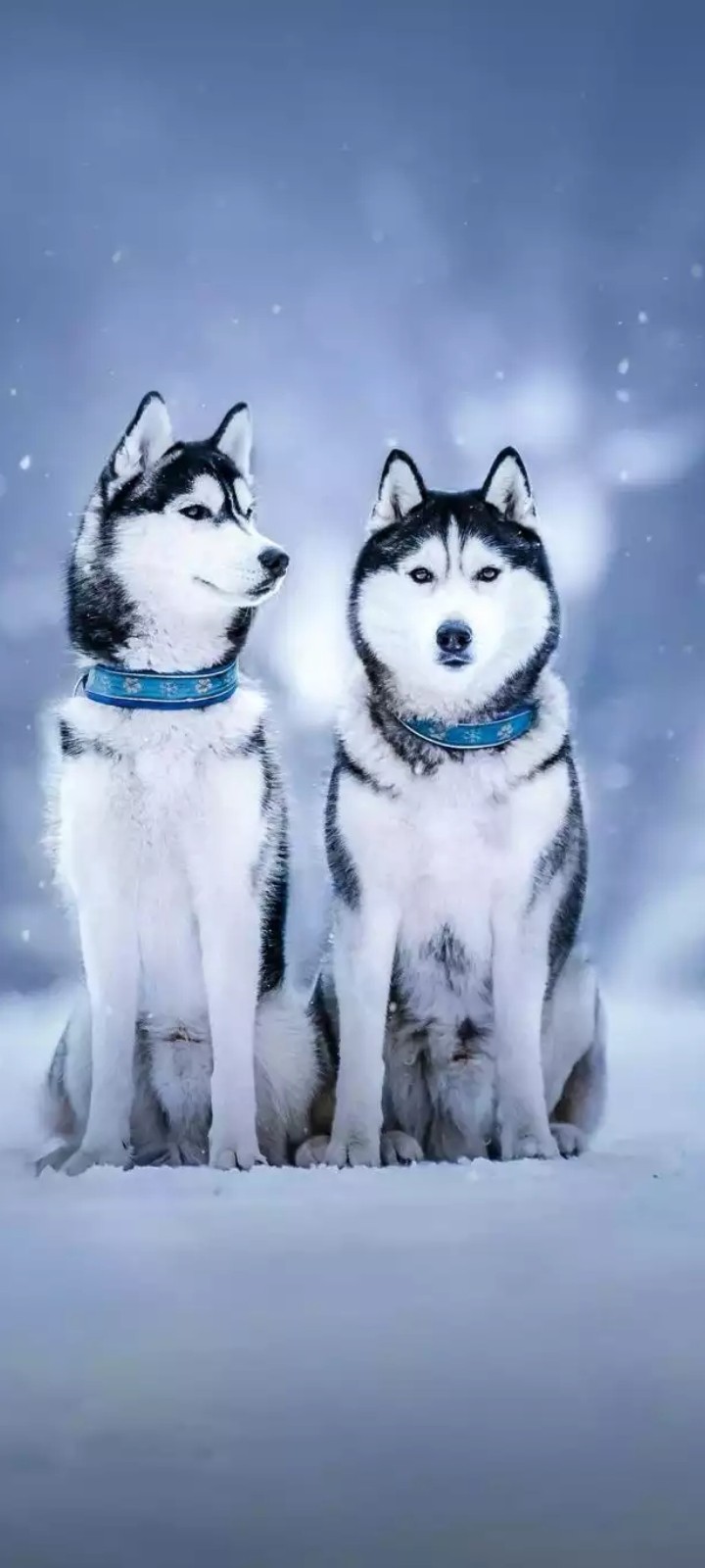 HUSKY