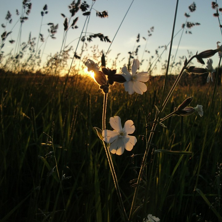 Evening flower