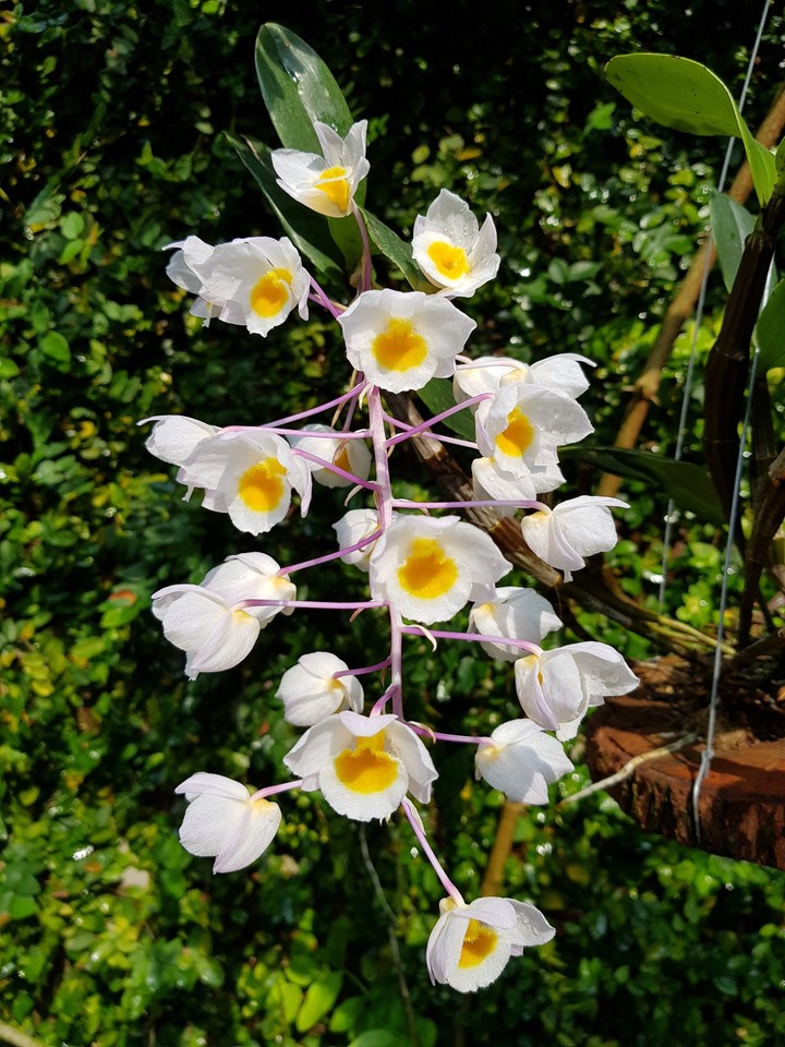Lan rừng