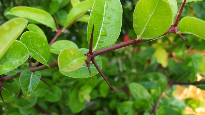 Greene nature