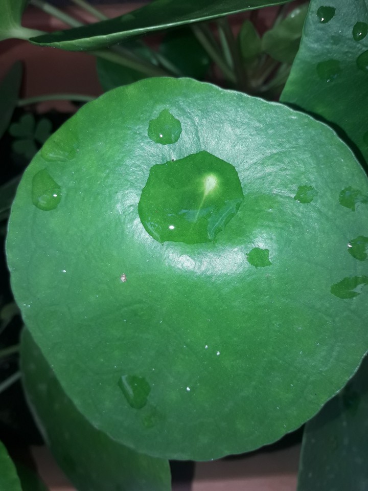 leaf