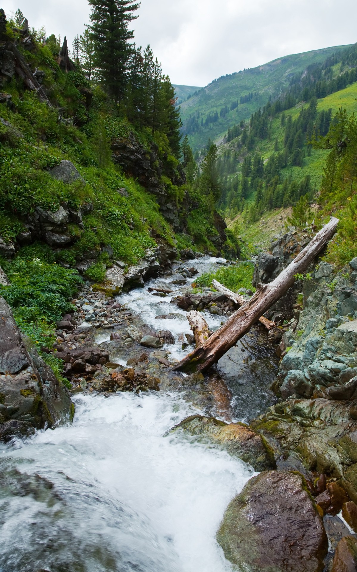 шпалери watercourse, green