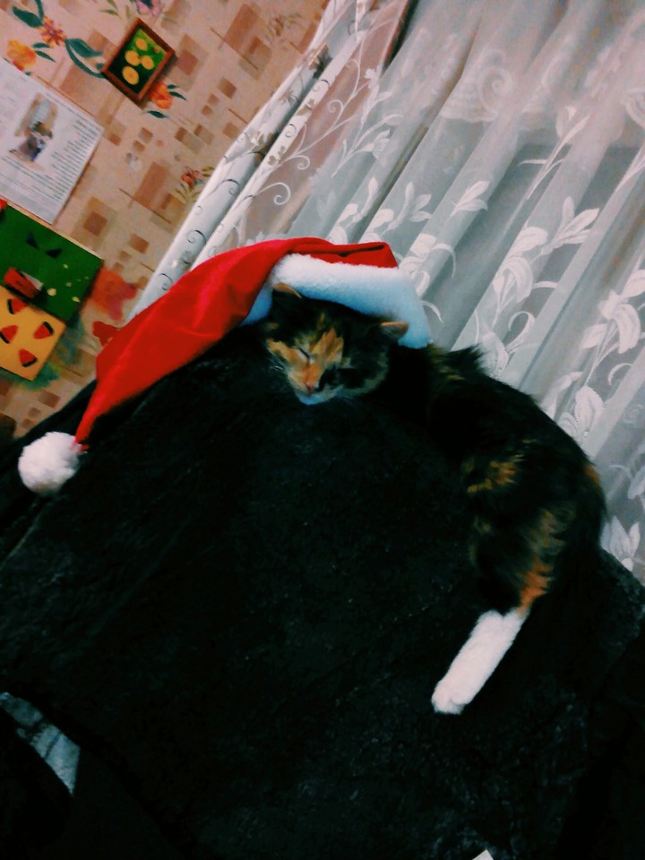 Новогодняя киса!