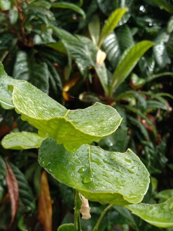 Rainy day