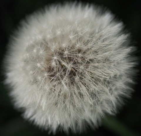 Pollen, flower壁纸