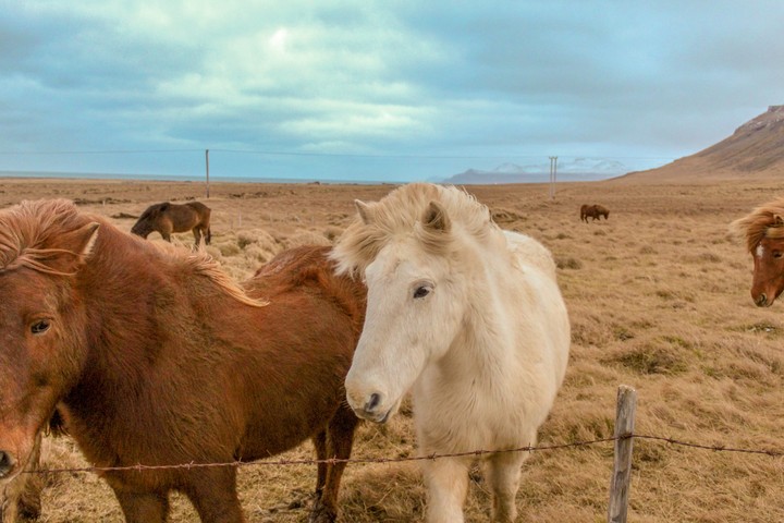 horses iceland