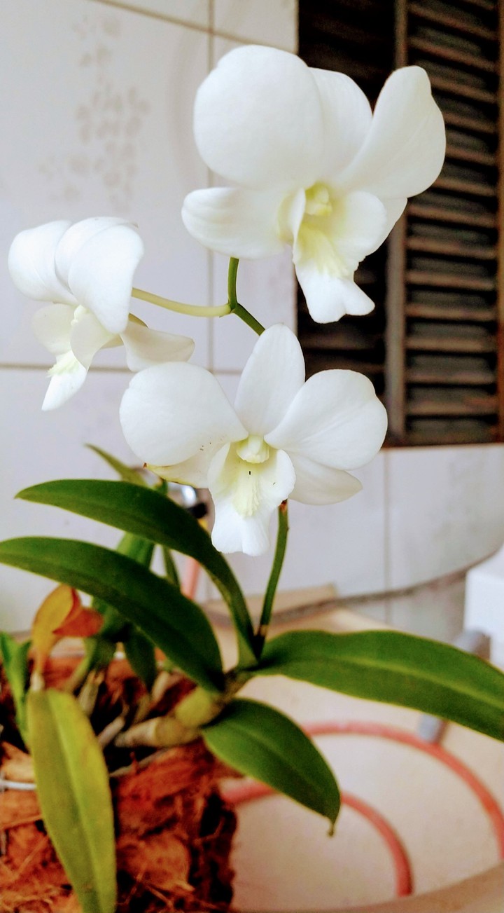 Orquídeas branca