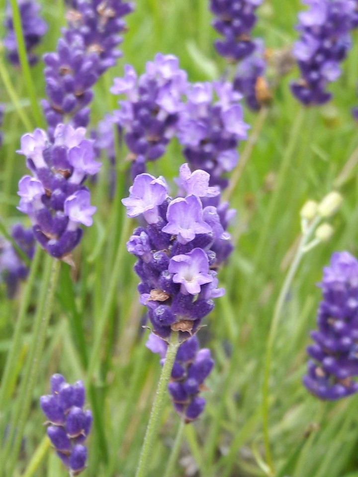 lavender