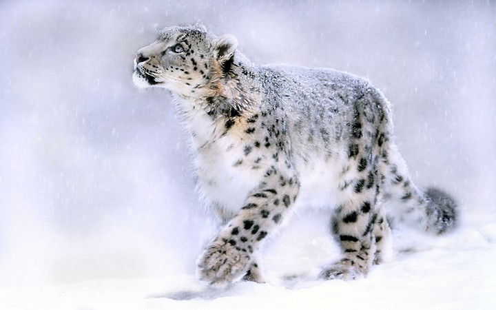 leopard Snow