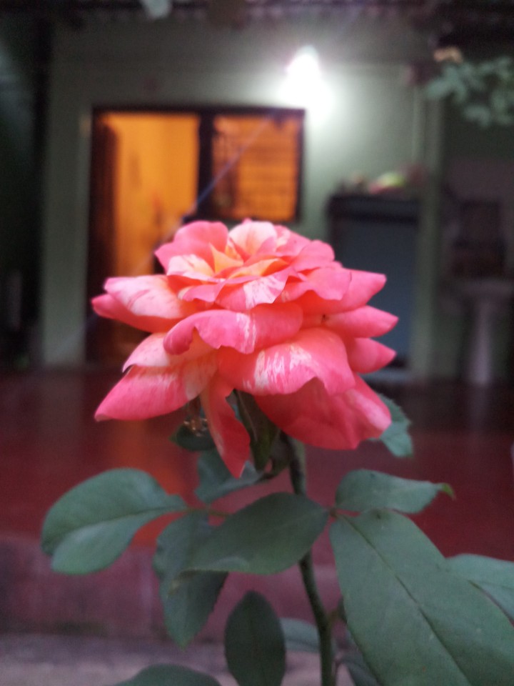 Orange rose
