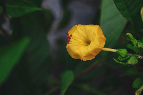 Yellow Queen