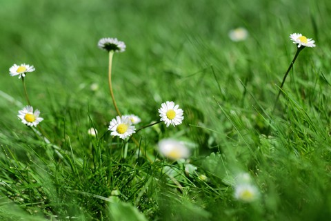 Gänseblümchen