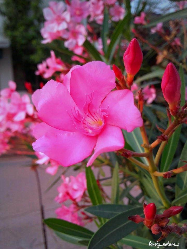 Street Flowers