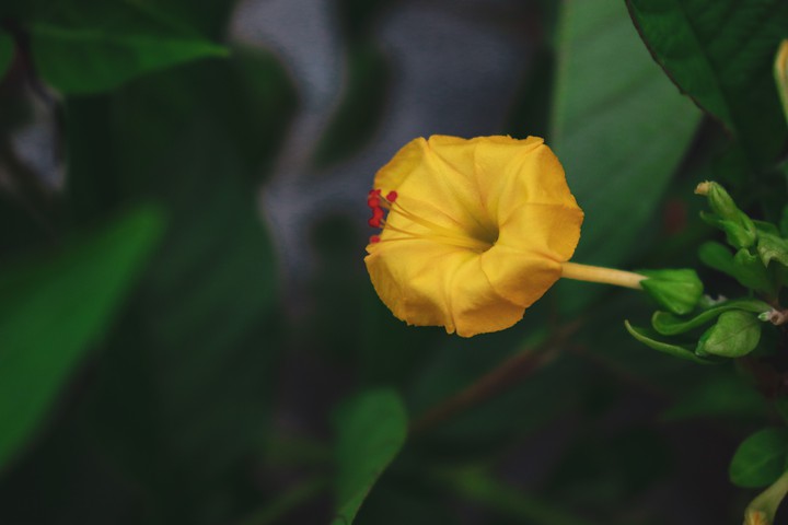 Yellow Queen
