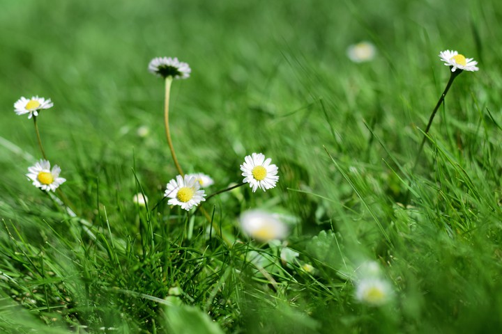 Gänseblümchen