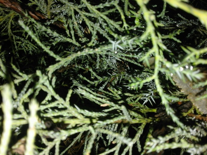 trees