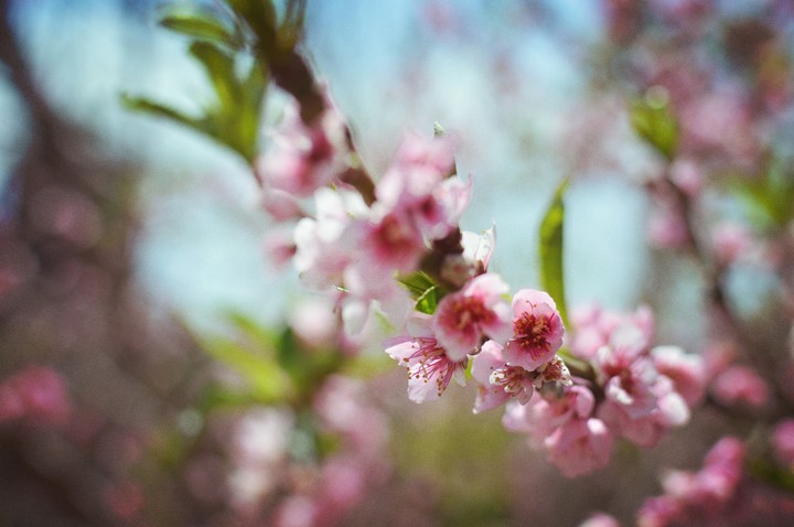 Cerezo, Sakura