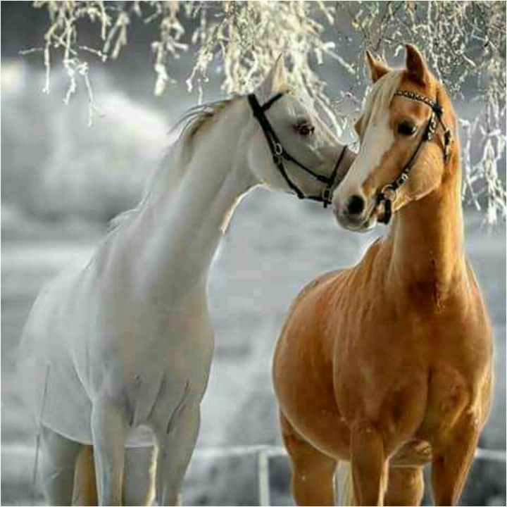 two hourse