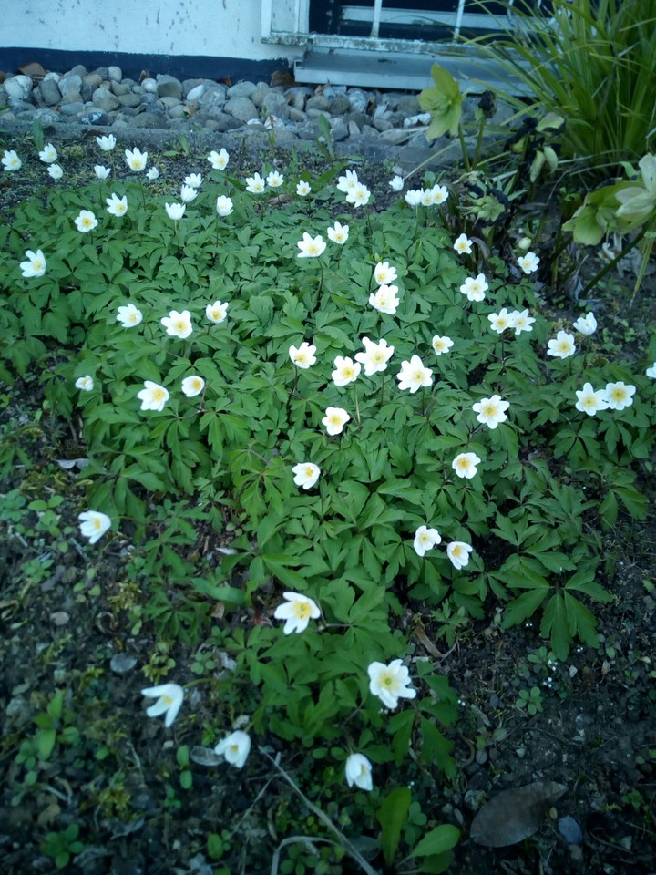 Blumen
