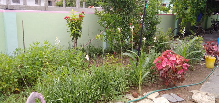 Home Garden